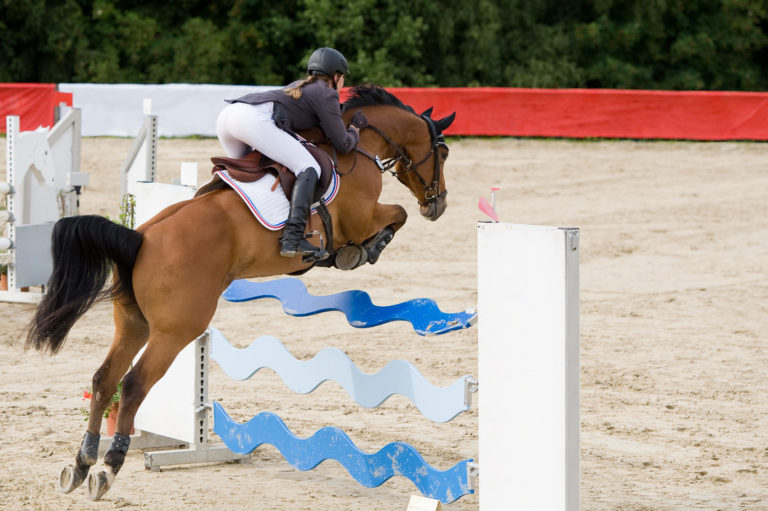 Good Things in Small Packages – Equine Stem Cell Therapy promo image