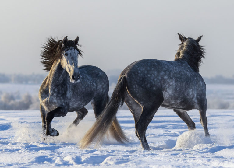 gray-horses-playing-in-snow-iStock-Abramova-Kseniya-648355288-2400