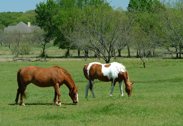 grazing-horses-2-1500