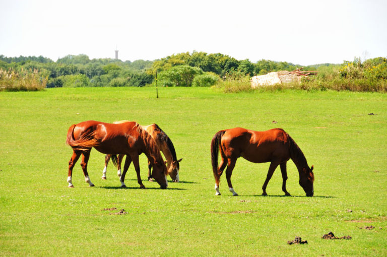 grazing-horses-field-manure-iStock-Steverts-504222886-1000