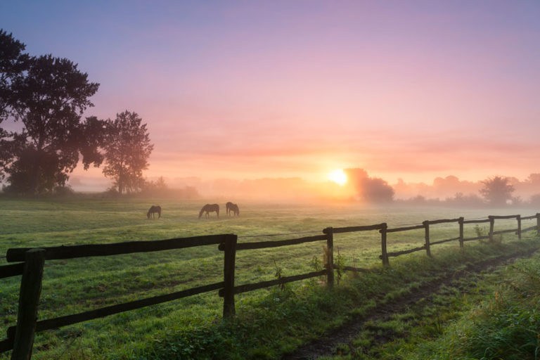 grazing-horses-sunrise-iStock-503804250-1000