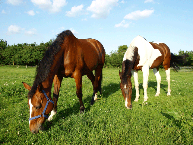Grazing Study Looks at Equine Choices promo image