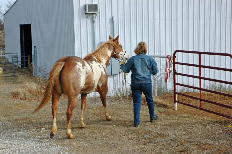 Hand-Walking Tips for Horses on Stall Rest promo image