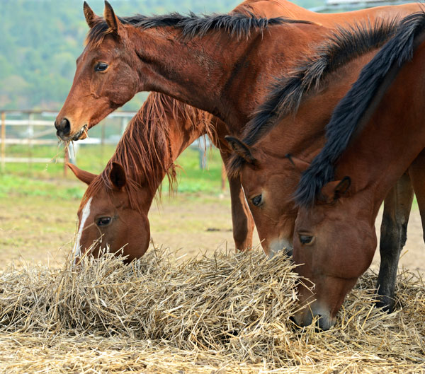 hay-and-young-horses