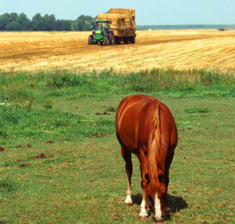 hay-field-and-horse-p