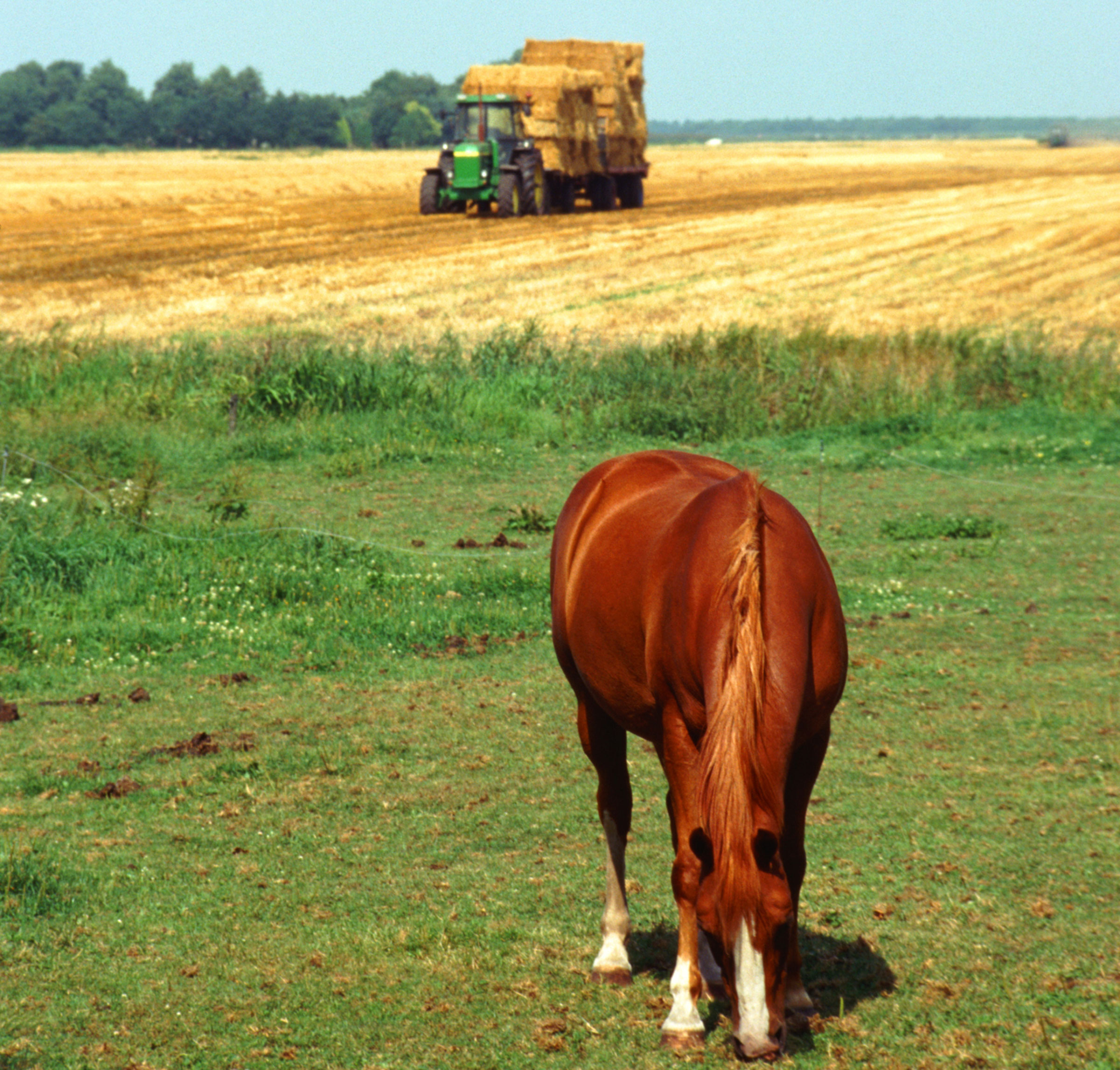 Buying Local Hay for Horses Stable Management