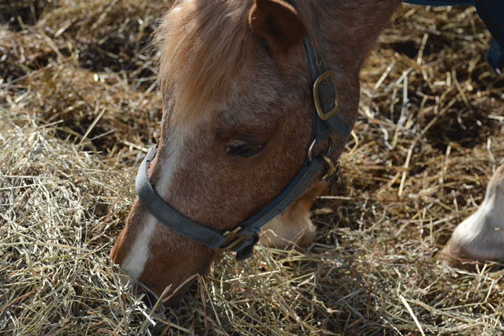 Hay For Bedding; Watch Out For Fescue Toxicity promo image