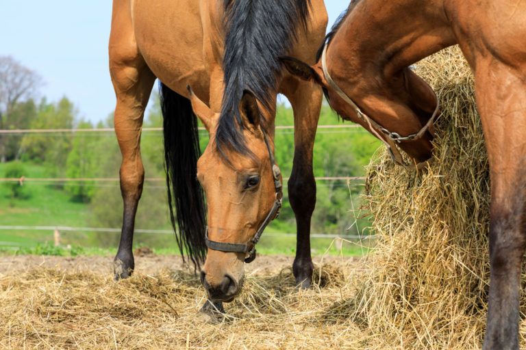 hay-horses-field-iStock-Castenoid-960498170-2400