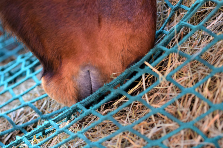 hay-net-closeup-horse-mouth-iStock-Anja-Janssen-1293201595-1000