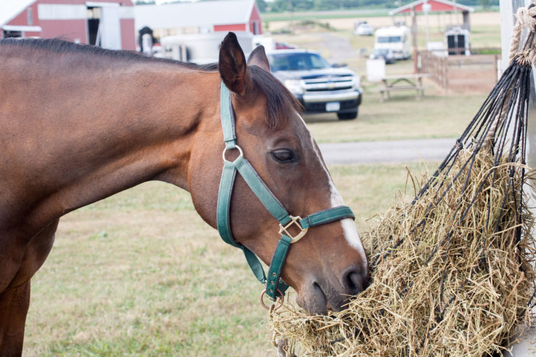 hay-net-horse-eating-iStock-546008978-2400