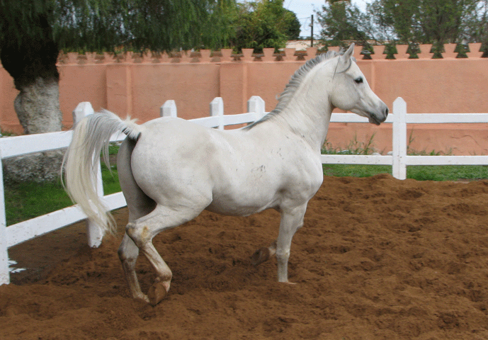 “Heart Attacks” and Heart Disease in Horses promo image