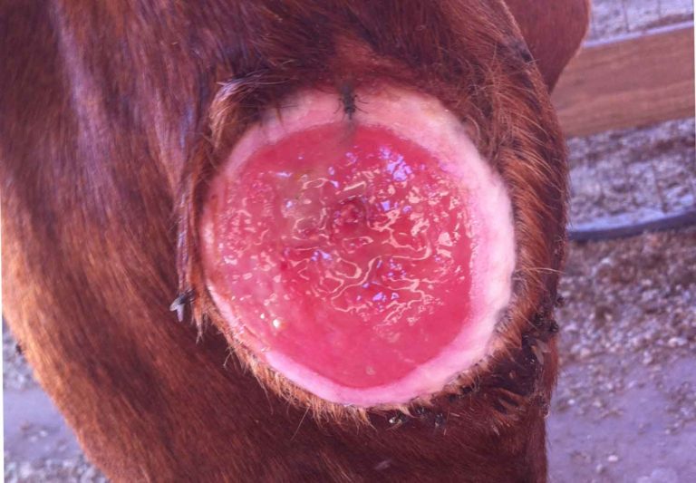 Hock Shield is a Simple Solution in the Struggle Against Sores promo image