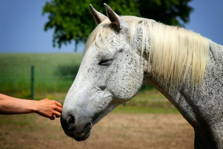 horse-3815785_1920