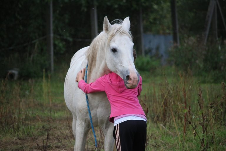 horse-958320_1920