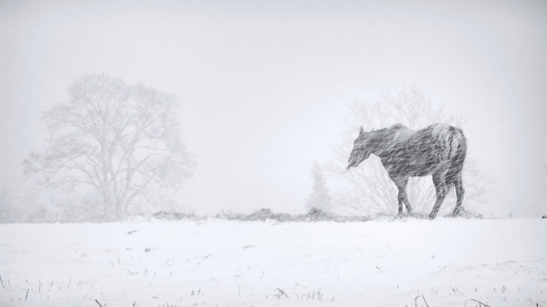 Horse Barn Disaster Planning promo image