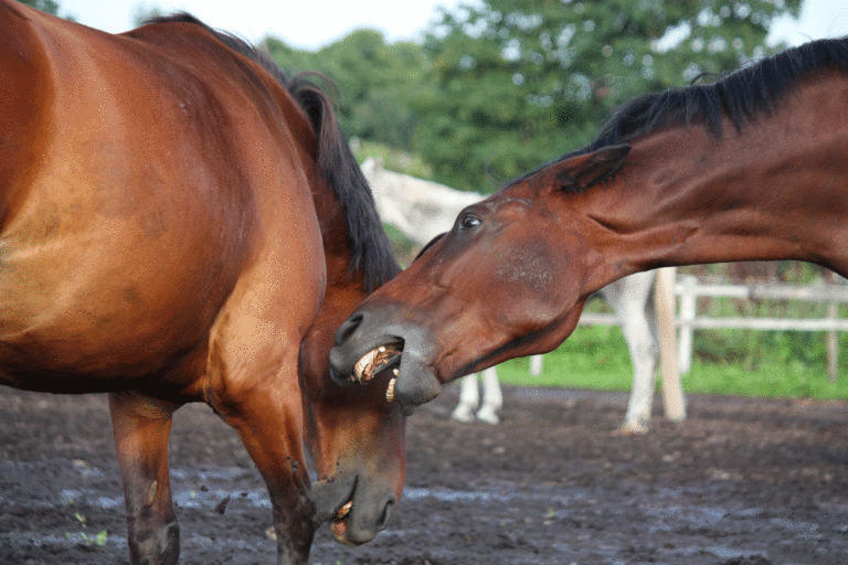 horse-biting-another-horse-Stock-Virgonira-525527201-2400