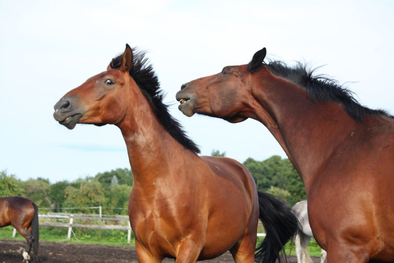 horse-biting-scared-horse-iStock-Virgonira-524508869-2400