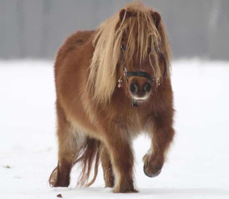 Horse Blanketing 101 promo image