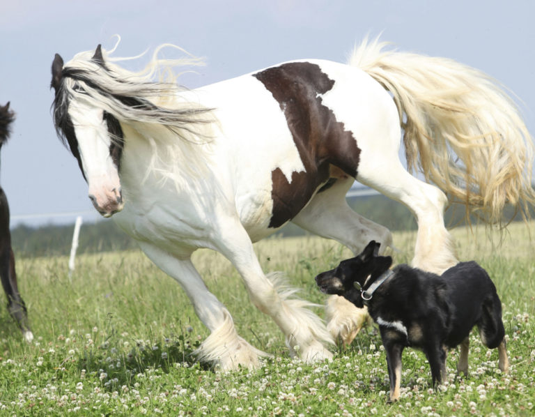 horse-dog-playing-in-field-2400
