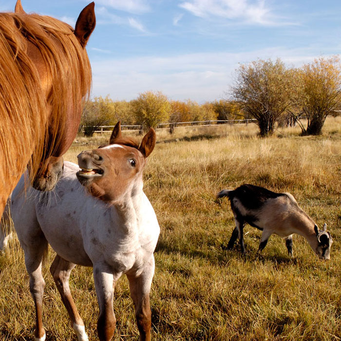 horse-foal-goat-field-iStock-C.G