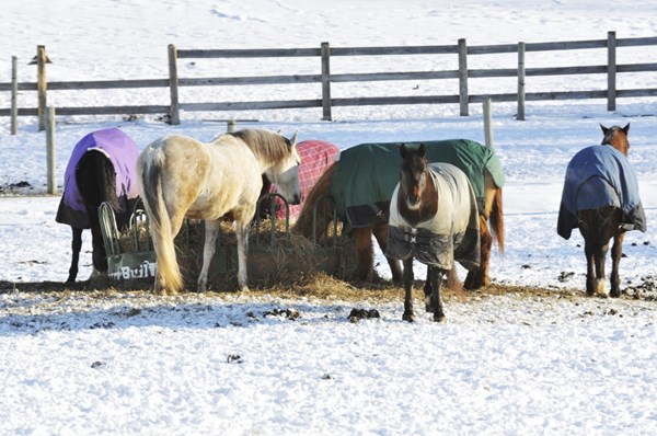 horse-hay-feeder-snow-blankets-1500