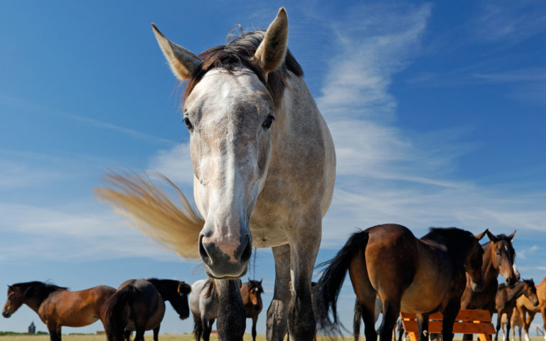 horse-herd-gray-front-iStock-Lammeyer-96709477-2400