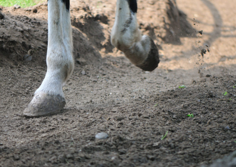 Horse Hoof Health; Beyond Biotin promo image