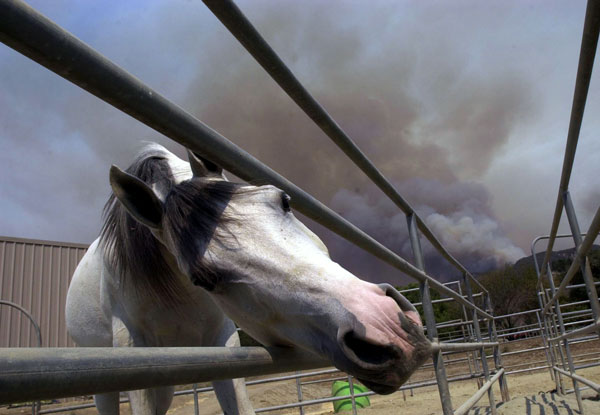 Horse Owners Should Prepare for Wildfires promo image