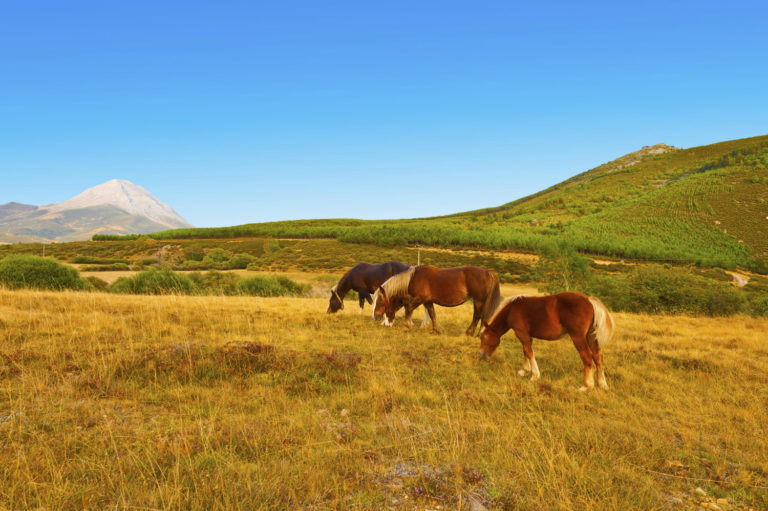 Horse Pasture and Hay Management Tips for a Hot, Dry Summer promo image