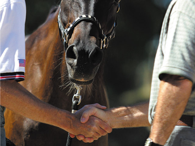 Horse Shows and Horse Sales promo image