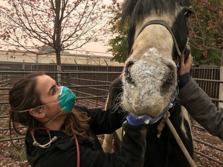 Horse-treated-by-UC-Davis-veterinary-team-at-an-evacuation-center-during-a-California-wildfire