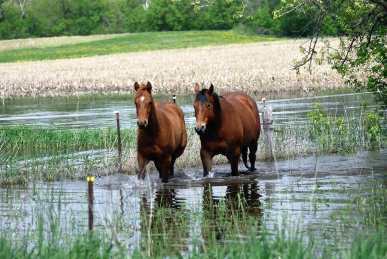 Horses and Flooded Fields promo image