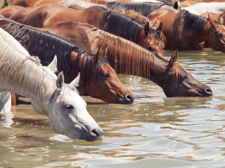horses-arabs-drinking-in-river-2400