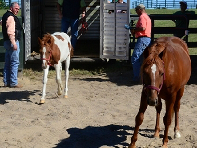 Horses Arrive in Aiken, SC, After Rescue from Alleged Puppy Mill promo image
