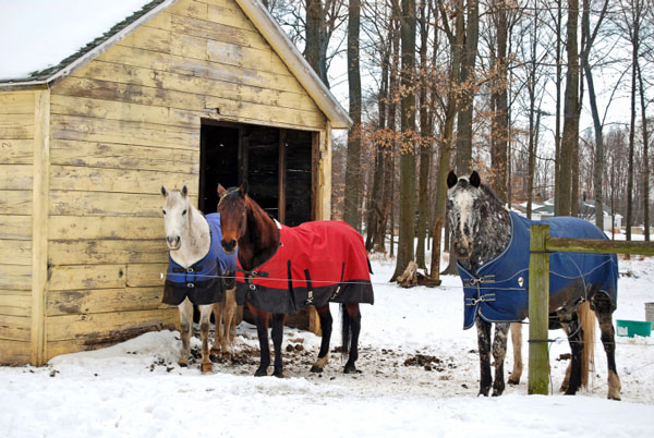 horses blanketed for winter