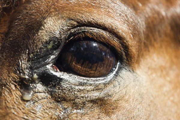 Horses Can Have Eye Worms promo image