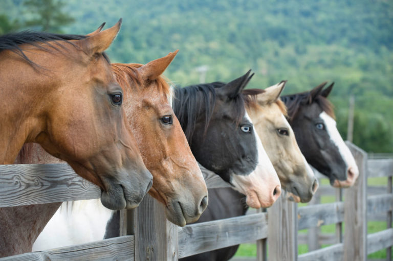 horses-group-look-over-fence-side-faces-iStock-Catnap72-168252523-1000