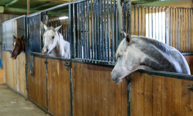 horses-three-in-stalls-iStock-JackF-1095270388-2400