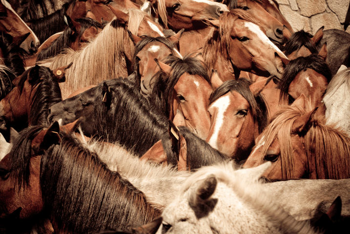 House Appropriations Committee Votes to Block Horse Slaughter From Resuming on U.S