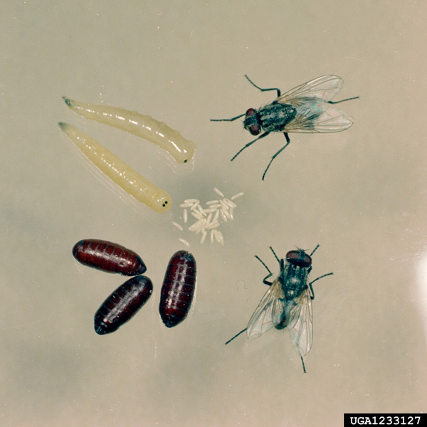 house-fly-clemson-university-bugwood