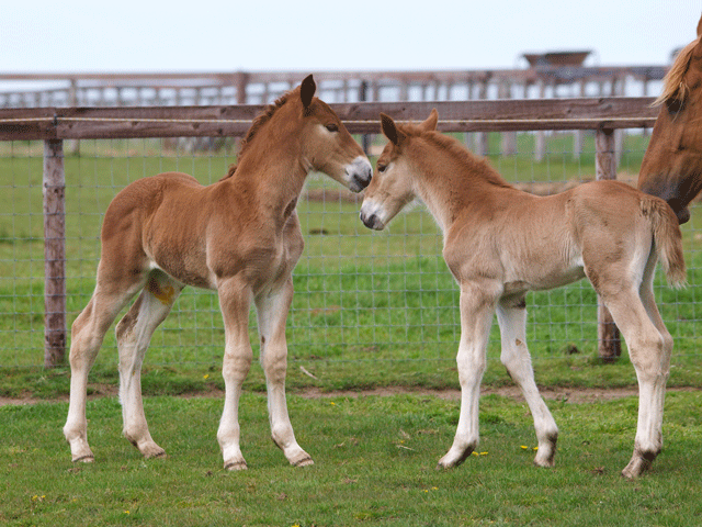 How A Young Horse's Immune System Matures promo image