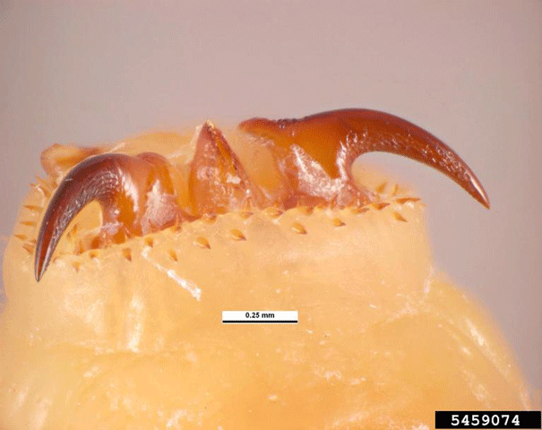 How Dewormers Work promo image