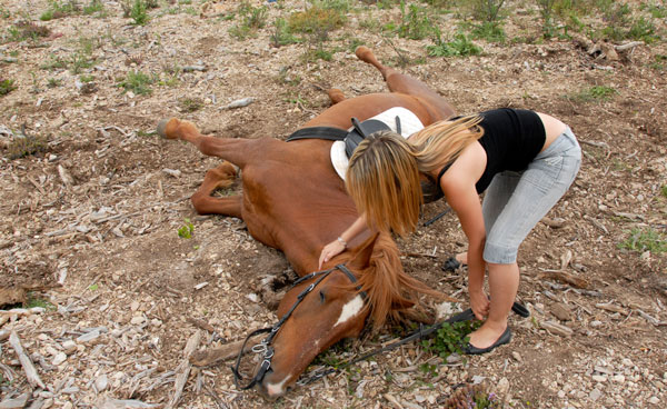 How Many Dollars Would it Take for You to Kill Your Horse? promo image