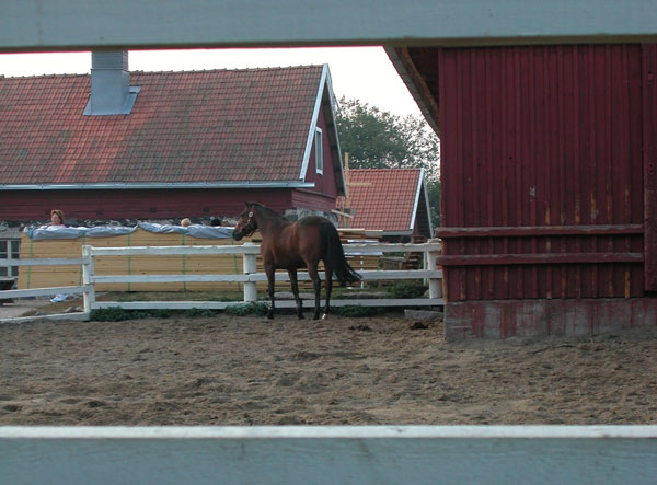 How Much Land is Needed Per Horse? promo image
