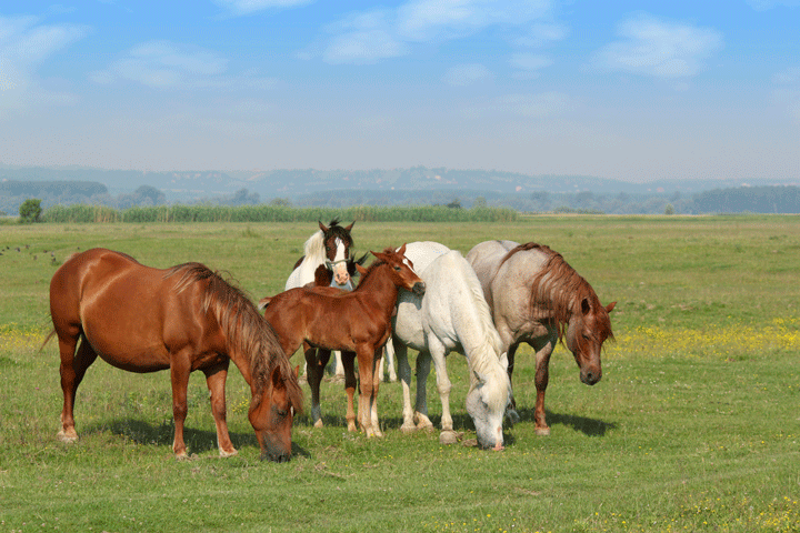 How Much Weight Should My Pregnant Mare Gain? promo image