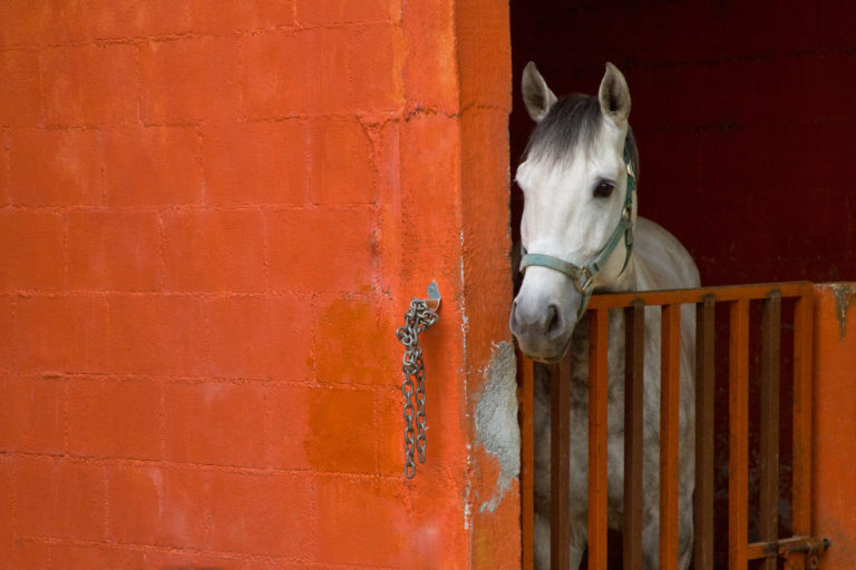 How to Keep Horses Sane when on Stall Rest promo image