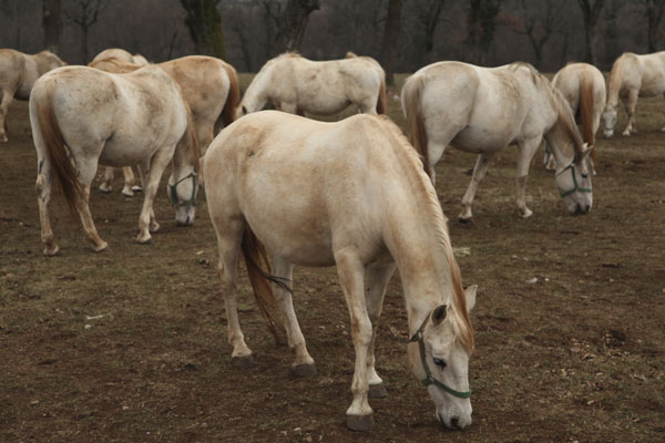 How to Make Extra Horses Pay for Themselves promo image