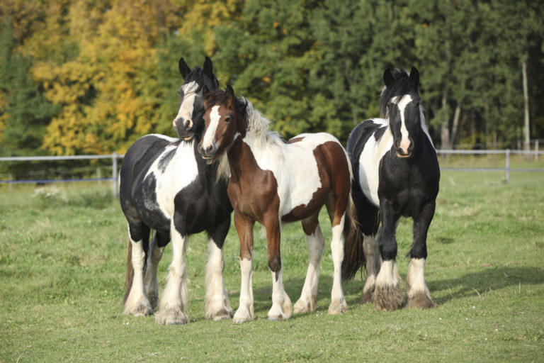 Improving Horse Pastures by Controlling Weeds promo image