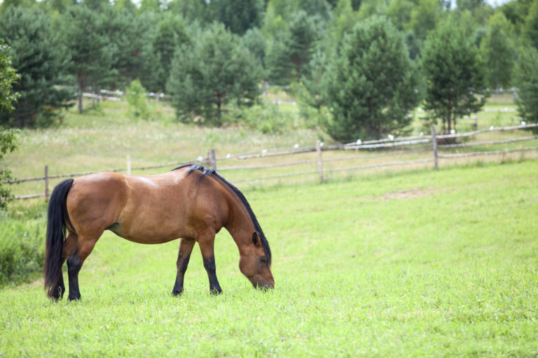 Improving Horse Pastures Through Fertilization promo image