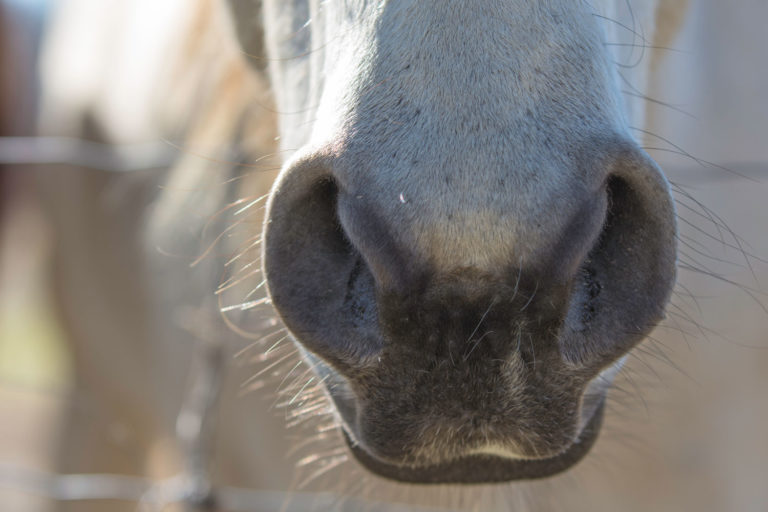 Influenza in Horses: Clinical Signs and Treatment promo image